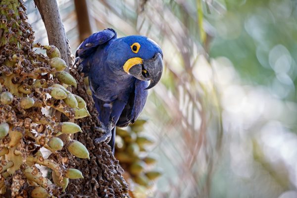 Nova lista de fauna ameaçada inclui arara-azul, bugio-preto e tamanduaí no Brasil