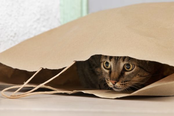 Veterinária Jéssica Yoshida oferece dicas para proteger gatos durante jogos da Copa do Mundo