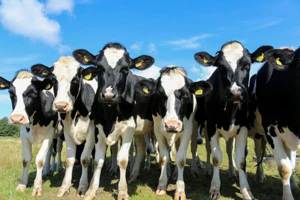 Concessionária em MG deve pagar R$ 60 mil após acidente com vacas na BR-135