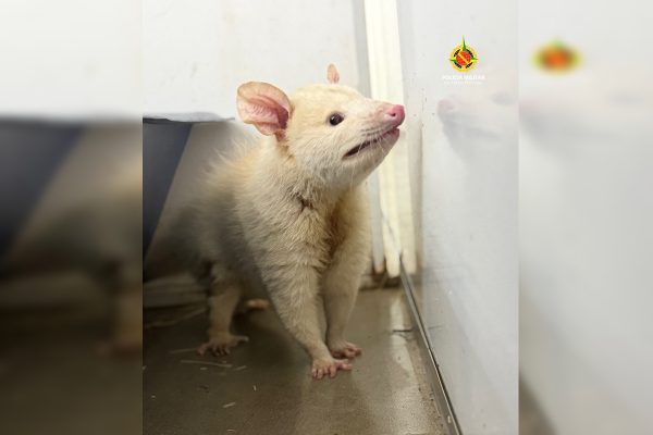 Saruê albino raro é resgatado em shopping de Taguatinga pelo PMDF