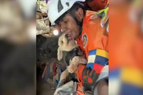 Cadela é encontrada viva após cinco dias sob escombros na Venezuela