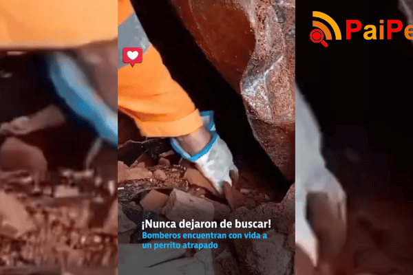 Bombeiros encontram um cachorrinho com vida após ficar preso nos escombros