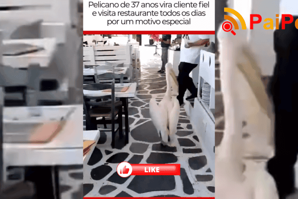 Pelicano de 37 anos vira cliente fiel e visita restaurante todos os dias por um motivo especial