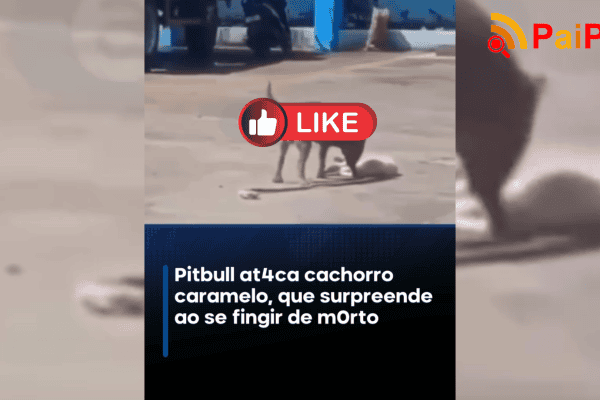 Pitbull ataca cachorro caramelo, que surpreende ao se fingir de morto