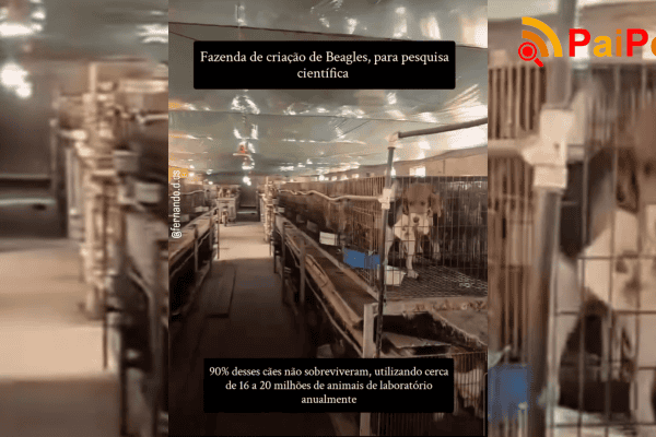 Fazenda de criação de beagles destinada à pesquisa científica em Heilongjiang, China