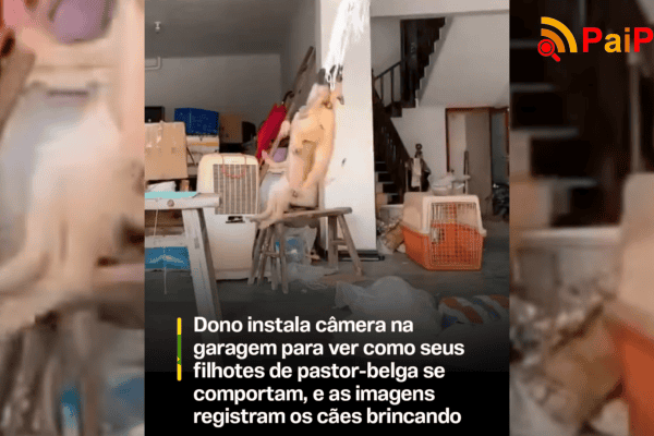 Dono instala câmera para ver como seus filhotes de pastor-belga se comportam e as imagens viralizam