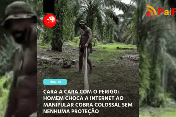 Cara a cara com o perigo: homem choca a internet ao manipular cobra colossal sem nenhuma proteção
