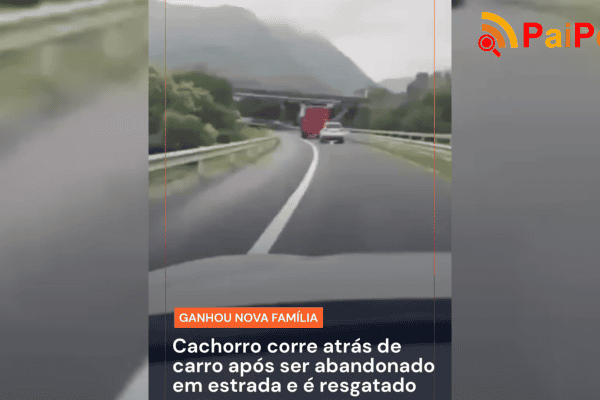 Cachorro corre atrás de carro após ser abandonado em estrada e é resgatado