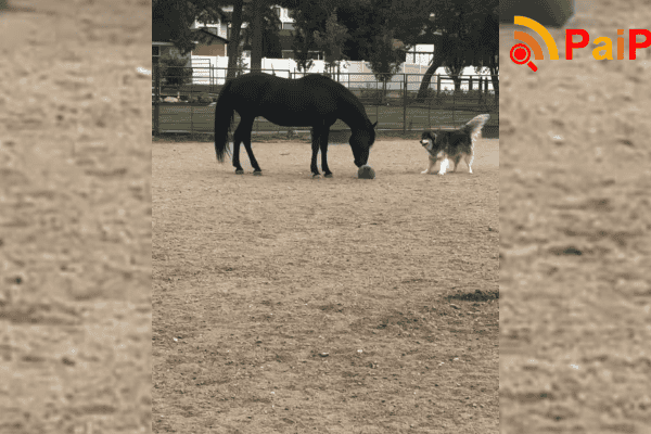 Cavalo aprende a jogar bola para cachorrinho buscar