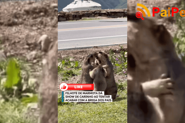 Filhote de marmota dá show de carinho ao tentar acabar com a briga dos pais