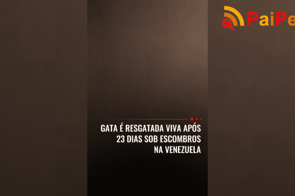 Gata é resgatada viva após 23 dias sob escombros na Venezuela