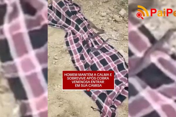 Homem mantém a calma e sobrevive após cobra venenosa entrar em sua camisa