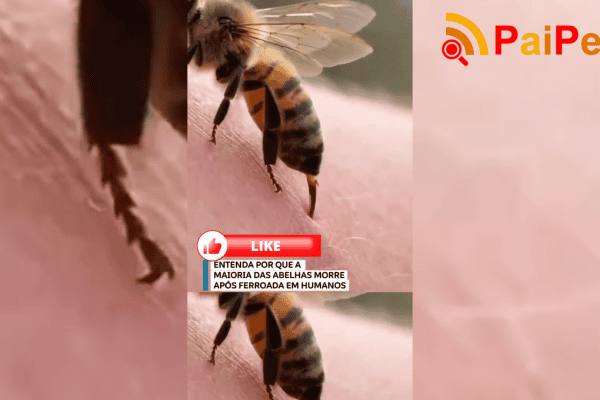 Entenda por que a maioria das abelhas morre após ferroar humanos