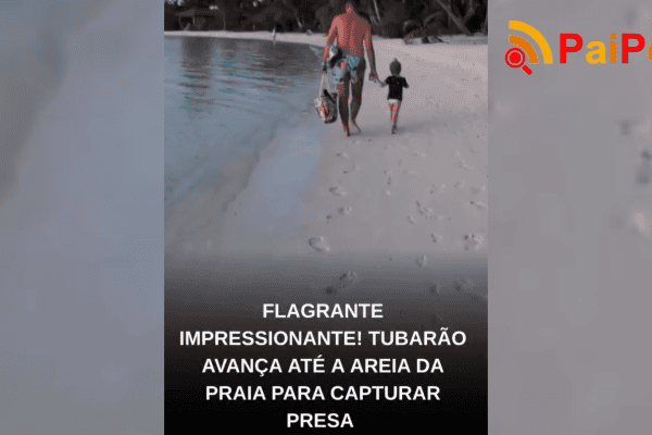 Flagrante impressionante! Tubarão avança até a areia da praia para capturar presa