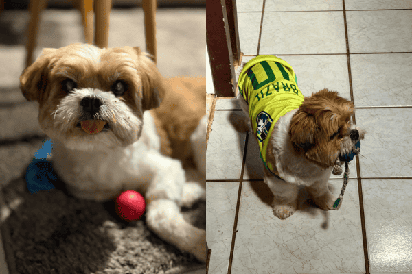 Cão de abrigo pode demorar até 3 meses para se adaptar; veja dicas de especialista