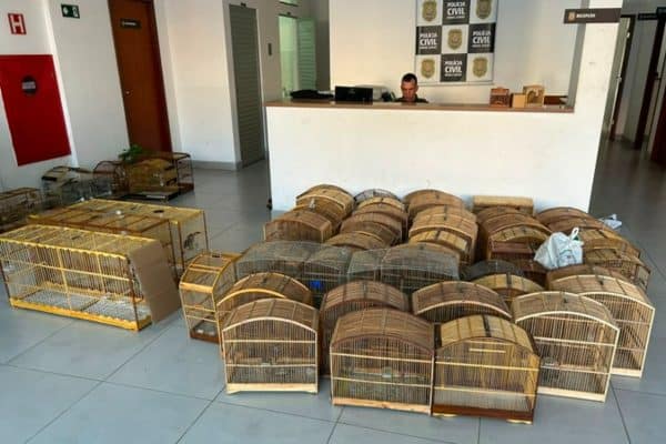 Operação em Minas Gerais combate tráfico de aves silvestres com sucesso