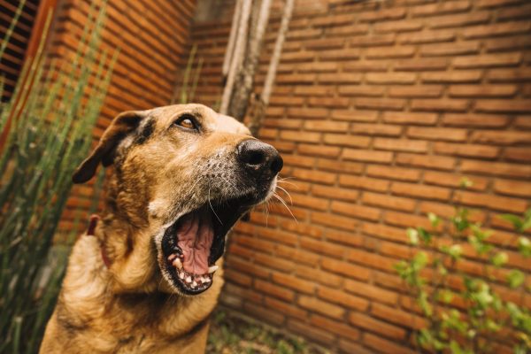 Rosnado de cães serve como alerta; saiba como evitar ataques