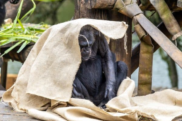 Zoológicos no Brasil usam cobertores e sopas para aquecer animais no frio