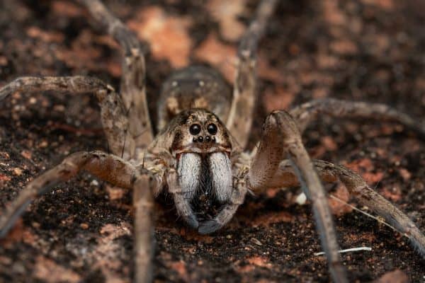 Aranha-lobo: aliada no controle de pragas urbanas