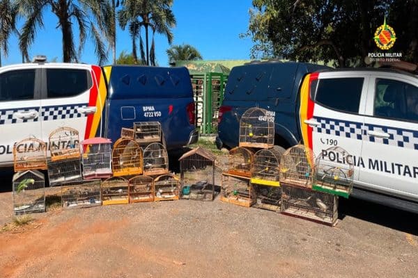 PMDF resgata 22 aves silvestres em cativeiro no Gama; donos enfrentarão acusações