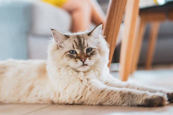 Maine Coon: Cuidados Essenciais para o Gato Gigante
