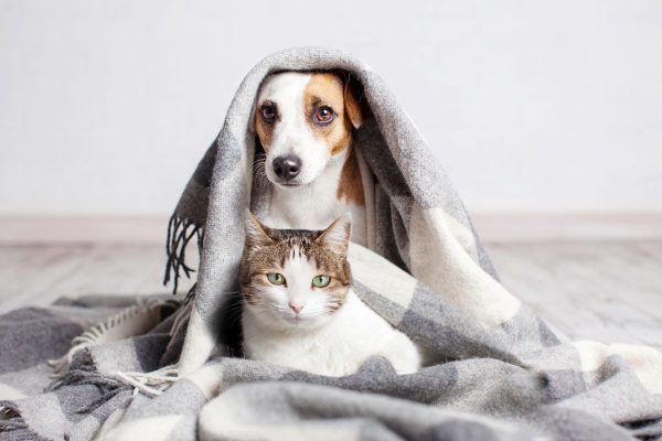 Como tratar a giárdia em pets: dicas do veterinário para evitar a doença