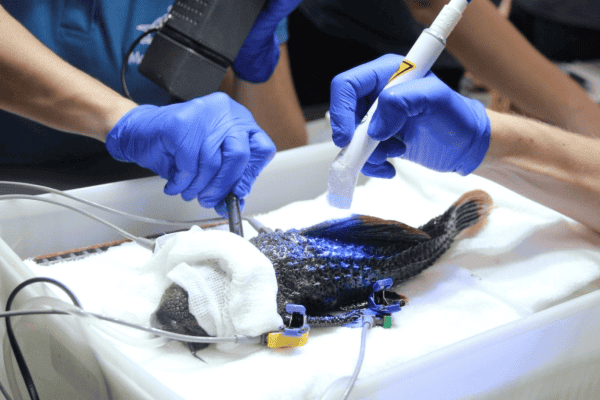 Aquário de SP revela bastidores em comemoração aos 20 anos, com destaque para cuidados e tratamentos de animais
