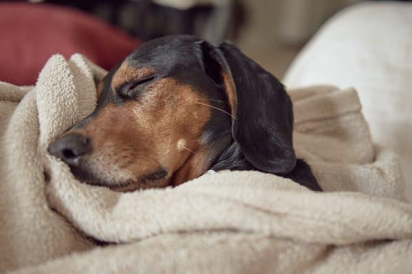 Veterinário orienta como proteger pets idosos do frio e evitar dores no inverno