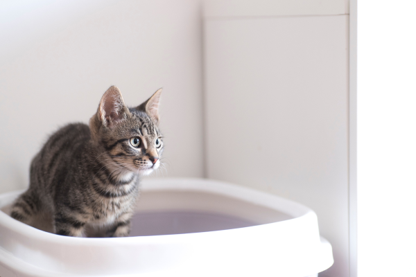 Erros na Escolha da Caixa de Areia Podem Estressar e Adoecer Gatos