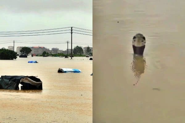 Cerca de 800 cobras fogem de criadouro na China após enchentes e assustam moradores