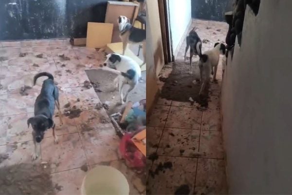 PM resgata 25 animais abandonados em SP; dono teria viajado