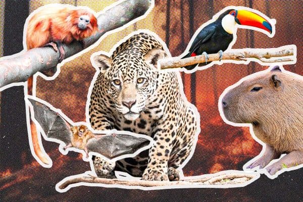 Mudanças Climáticas Transformam Comportamento de Animais Silvestres no Brasil