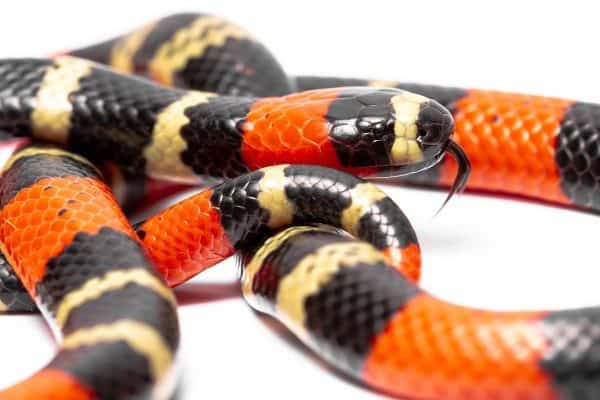 Mito sobre cores de cobra coral no Brasil pode ser perigoso; saiba como agir