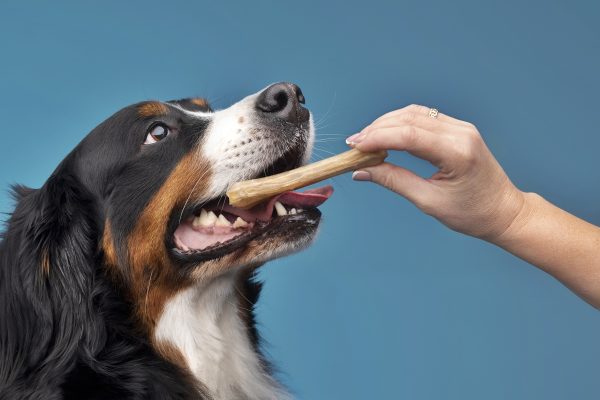 Passeios e Treinos Diários Melhoram Bem-Estar e Inteligência dos Cães