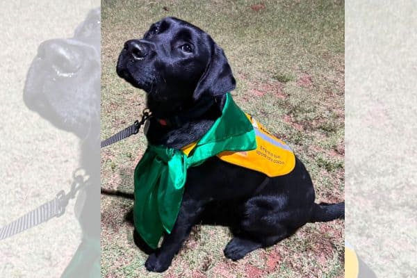Labrador destinado a ser cão-guia morre após ingerir planta tóxica em Sorocaba