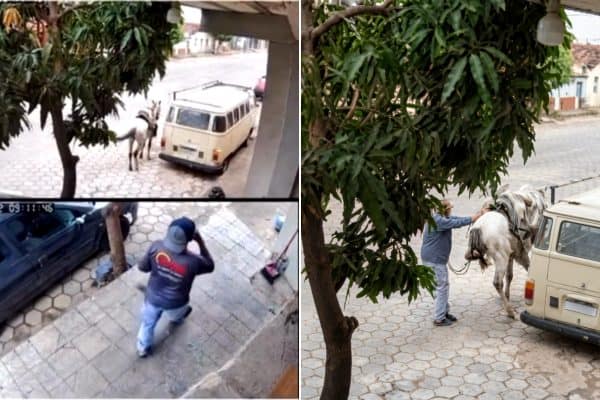 Homem leva coice de cavalo e revida em Minas Gerais; vídeo viraliza