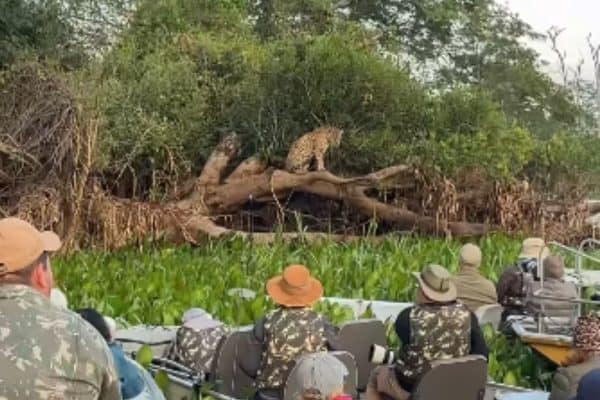 Turistas Criam “Engarrafamento de Barcos” para Observar Onça no Pantanal