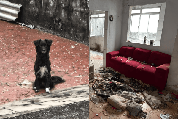 Cadela é resgatada após ser abandonada sem água e comida na zona leste de SP