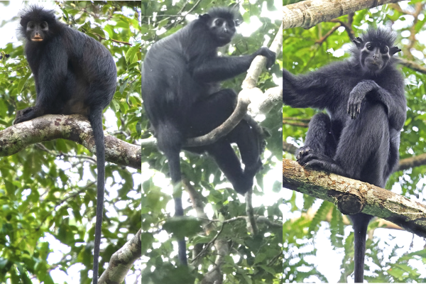 Nova espécie de macaco é identificada no Congo; conheça o Likweli