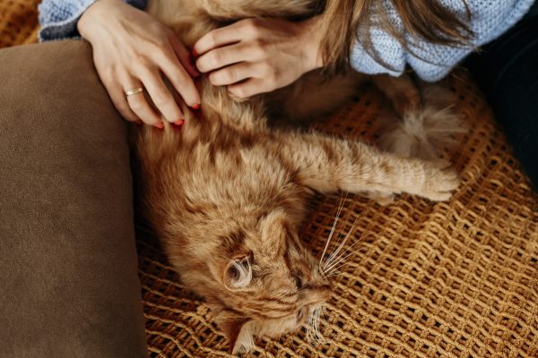 Como “casas gatificadas” ajudam a combater estresse e obesidade em gatos