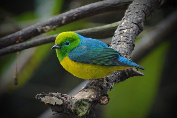 Ave bandeirinha ajuda na regeneração das florestas brasileiras