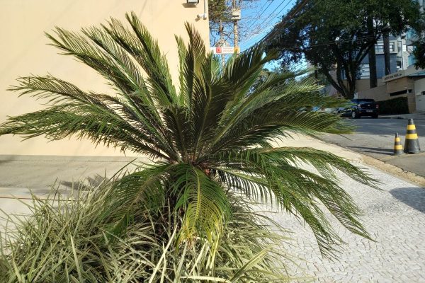 Planta Cica: O Arbusto Decorativo que Ameaça a Vida dos Cães