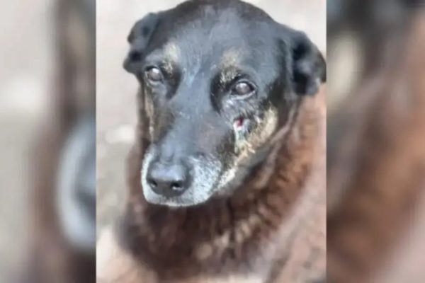 SC lança iniciativa contra violência animal e destaca cidades com mais casos