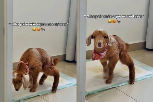 Cabrita Cappuccina viraliza ao aprender a usar tapete higiênico em SC