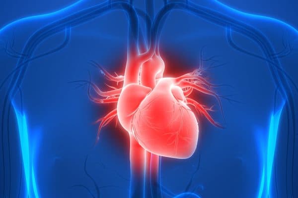 Estudo da Universidade Yale revela neurônios que protegem o coração sob estresse