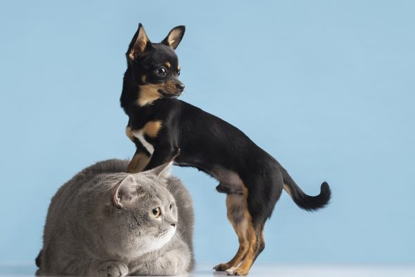 Carvão ativado pode ser crucial para pets após intoxicação
