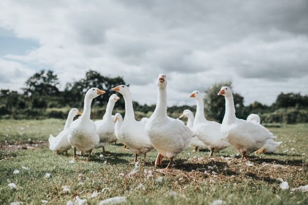 Lula sanciona lei que proíbe foie gras no Brasil devido a maus-tratos a animais