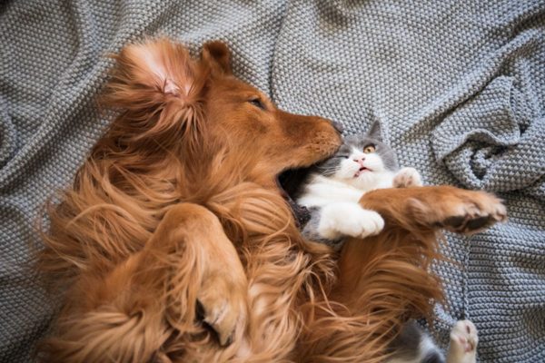 Bagunça e Isolamento em Cães e Gatos Podem Indicar Estresse