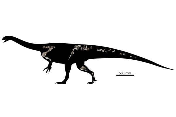 Fóssil na África revela dinossauro do tamanho de um porco