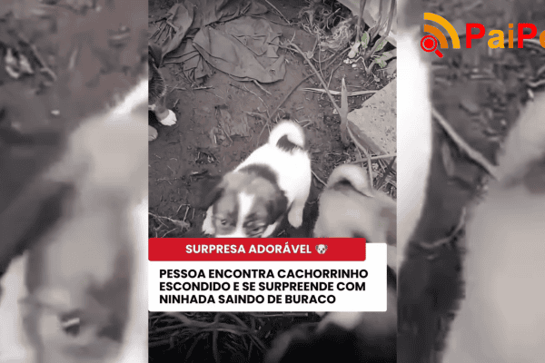 Pessoa encontra cachorrinho escondido e se surpreende com ninhada saindo de buraco